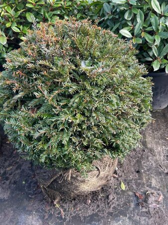 Taxus baccata 60cm Ball Root Ball