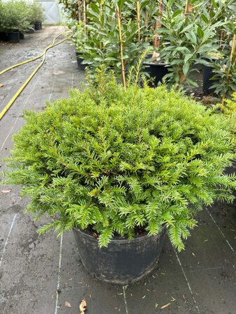 Taxus baccata 90-100 Dome 120L Airpot - image 2