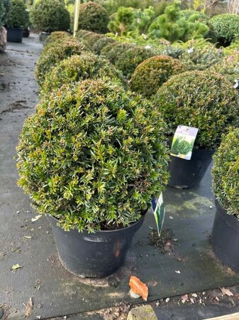 Taxus baccata 30cm Ball 10L