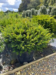 Taxus baccata 80cm Dome Wire RB