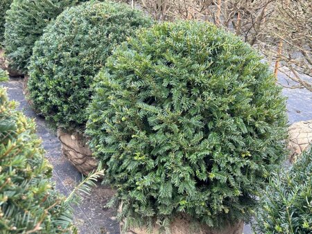 Taxus baccata 65-70cm Ball  Ball Root Ball