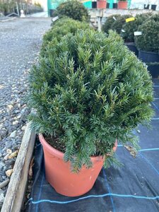 Taxus baccata 30cm Ball 10L