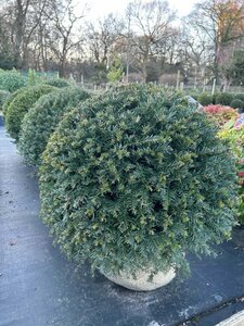 Taxus baccata 75-80cm Ball Root Ball - image 2