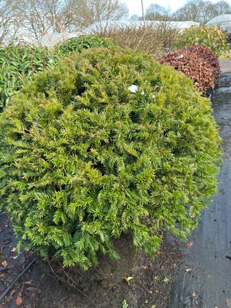 Taxus baccata 90-100 Ball Wire RB