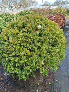 Taxus baccata 90-100 Ball Wire RB