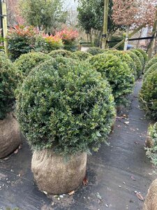 Taxus baccata 50-55CM Ball Root Ball