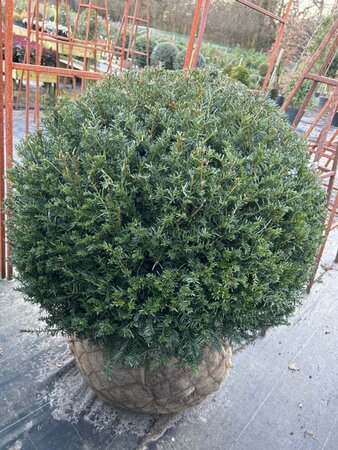 Taxus baccata 1m Ball  110L - image 2