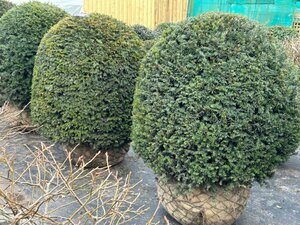 Taxus baccata 1m Beehive Wire RB