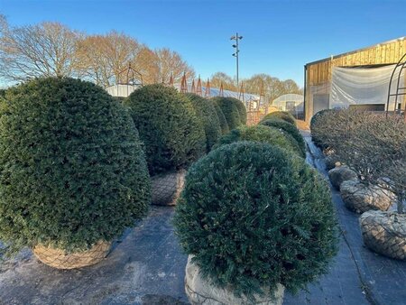 Taxus baccata 100-110CM Ball Wire RB - image 1