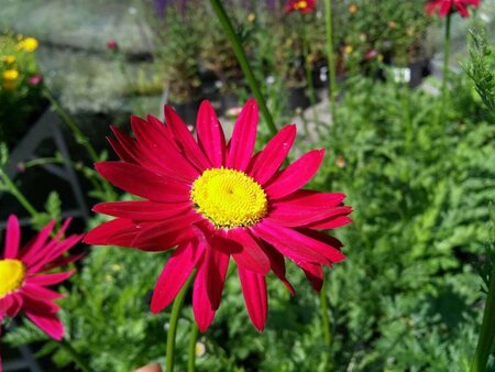 Tanacetum (C) 'Robinson's Red' 2L - image 1