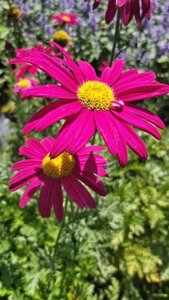 Tanacetum (C) 'Robinson's Red' 2L - image 3