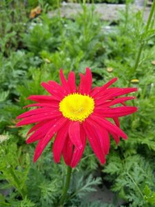 Tanacetum (C) 'Robinson's Red' 2L - image 4