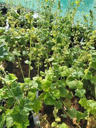 Tellima grandiflora 2L - image 1