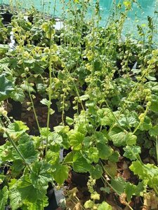 Tellima grandiflora 2L