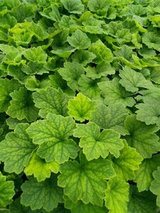 Tellima grandiflora 2L - image 2