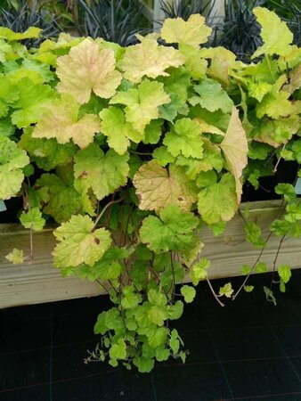 Tellima grandiflora 2L - image 3