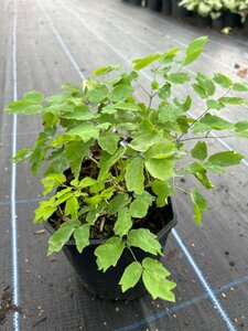 Thalictrum 'Black Stockings' 2L