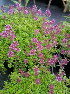 Thymus praecox 'Coccineus' 2L - image 1