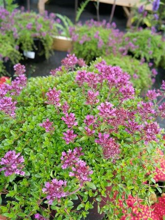 Thymus praecox 'Coccineus' 2L - image 2