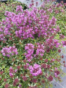 Thymus praecox 'Coccineus' 2L - image 3