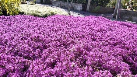 Thymus praecox 'Coccineus' 2L - image 4