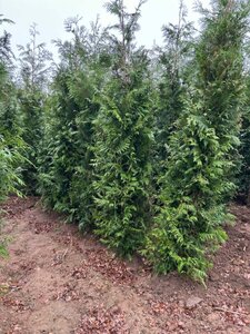 Thuja pl. 'Excelsa' 325-350 Wire RB