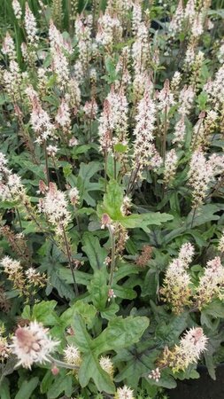 Tiarella 'Pink Skyrocket' 2L - image 1