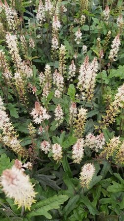 Tiarella 'Pink Skyrocket' 2L - image 2