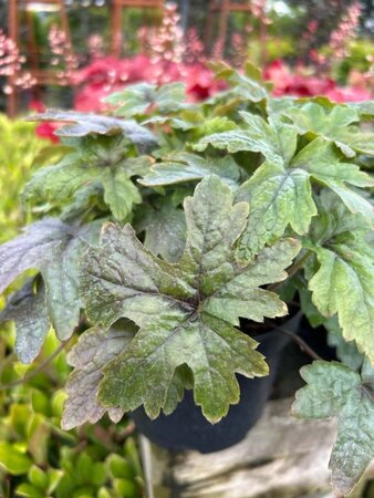 Tiarella 'Pink Skyrocket' 2L - image 3