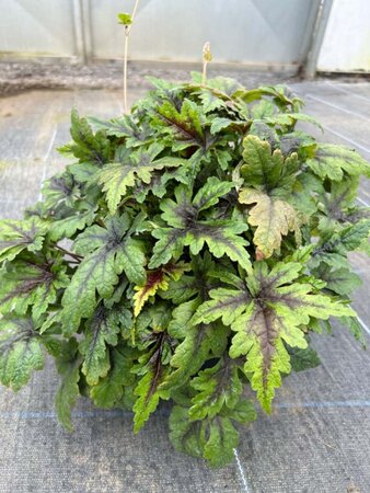 Tiarella 'Sugar and Spice' 2L