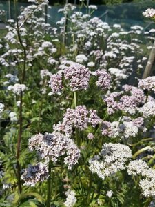 Valeriana officinalis 4L - image 2