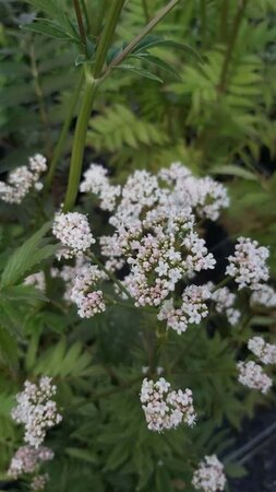 Valeriana officinalis 1L - image 3