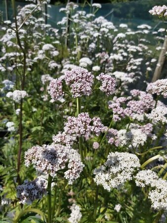 Valeriana officinalis 4L - image 4