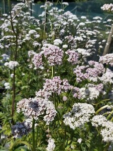 Valeriana officinalis 1L - image 4