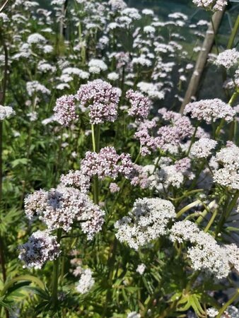 Valeriana officinalis 1L - image 6