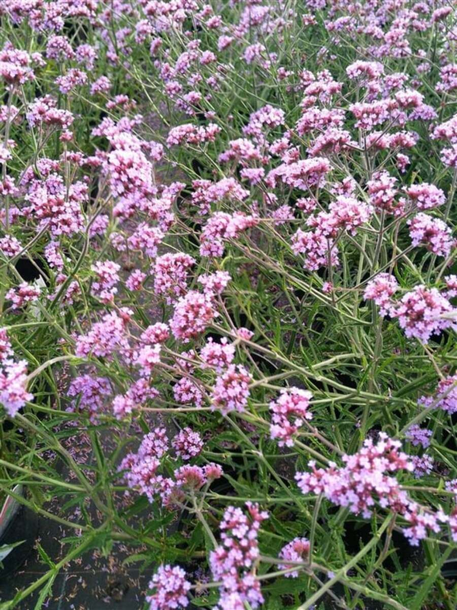 Verbena bon. 'Lollipop' 1L - Van Arnhem Nursery