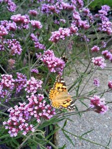 Verbena bon. 'Lollipop' 2L - image 2