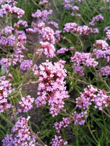 Verbena bon. 'Lollipop' 2L - image 3