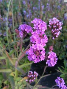 Verbena rigida 2L