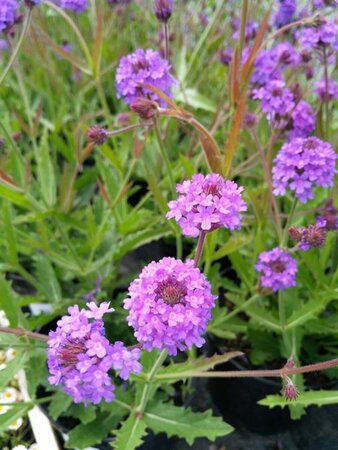 Verbena rigida 2L - image 2