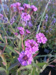 Verbena rigida 2L - image 3