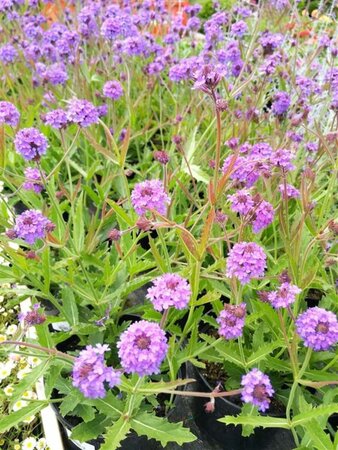 Verbena rigida 2L - image 4