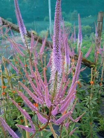 Veronicastrum virg. 'Fascination' 2L - image 1