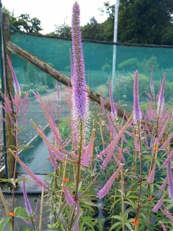 Veronicastrum virg. 'Fascination' 2L - image 2