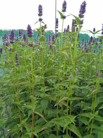 Agastache Black Adder 2L