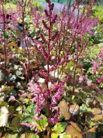 Astilbe 'Mighty Chocolate Cherry' 3L