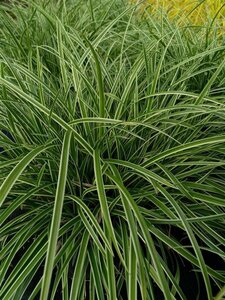 Carex morrowii 'Ice Dance' 3L