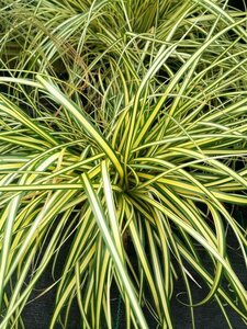 Carex oshim. 'Evergold' 3L
