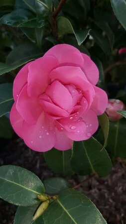 Camellia wil. 'Debbie' 10L