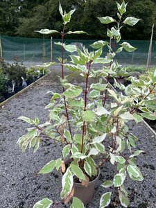 Cornus alba Elegantissima 10L - image 2